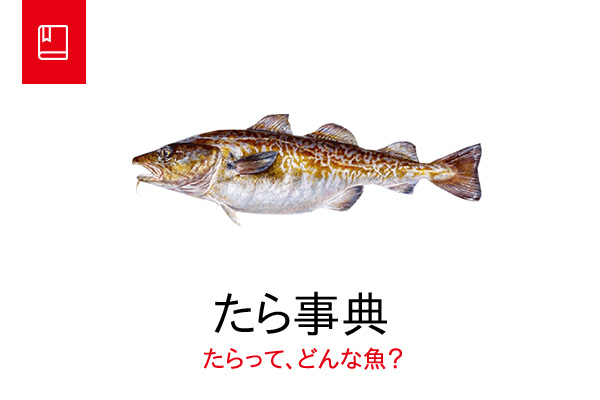 たら事典－たらって、どんな魚？